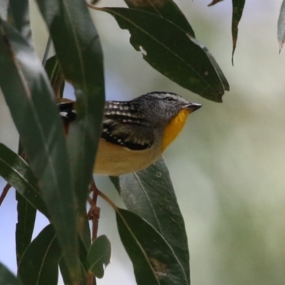 Pardalotus punctatus (Spotted Pardalote) at Tennent, ACT - 30 Nov 2022 by RodDeb