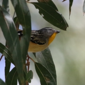 Pardalotus punctatus (Spotted Pardalote) at Tennent, ACT by RodDeb