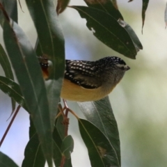 Pardalotus punctatus at Tennent, ACT - 30 Nov 2022