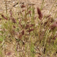 Bromus rubens (Red Brome) at Rugosa - 1 Dec 2022 by SenexRugosus