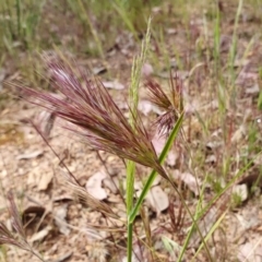 Bromus rubens at Yass River, NSW - 1 Dec 2022 03:15 PM