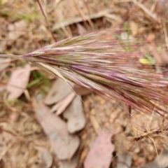 Bromus rubens at Yass River, NSW - 1 Dec 2022 03:15 PM