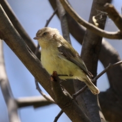 Smicrornis brevirostris (Weebill) at Gigerline Nature Reserve - 30 Nov 2022 by RodDeb