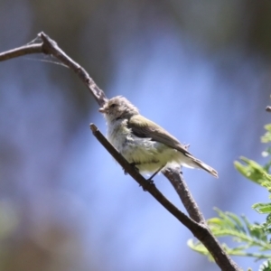 Smicrornis brevirostris at Tharwa, ACT - 30 Nov 2022