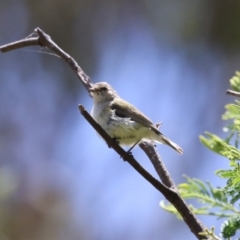 Smicrornis brevirostris at Tharwa, ACT - 30 Nov 2022