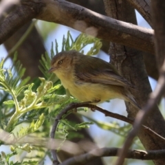 Smicrornis brevirostris at Tharwa, ACT - 30 Nov 2022