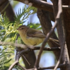 Smicrornis brevirostris at Tharwa, ACT - 30 Nov 2022