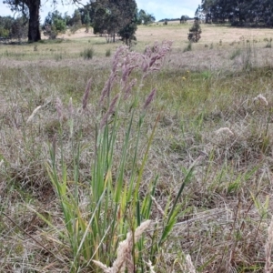 Holcus lanatus at Yass River, NSW - 1 Dec 2022