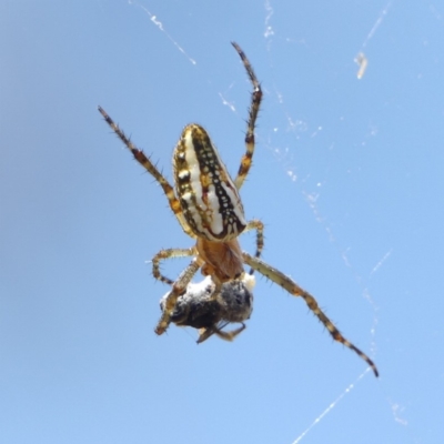 Plebs bradleyi (Enamelled spider) at Melrose - 25 Nov 2022 by roman_soroka