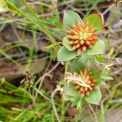 Pimelea glauca (Smooth Rice Flower) at Yass River, NSW - 1 Dec 2022 by SenexRugosus