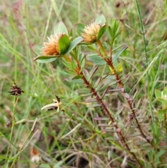 Pimelea glauca at Yass River, NSW - 1 Dec 2022