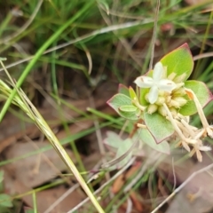 Pimelea glauca at Yass River, NSW - 1 Dec 2022