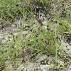 Schoenus apogon (Common Bog Sedge) at Yass River, NSW - 1 Dec 2022 by SenexRugosus