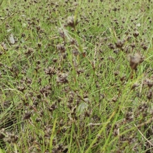 Schoenus apogon at Yass River, NSW - 1 Dec 2022