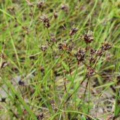 Schoenus apogon at Yass River, NSW - 1 Dec 2022 05:30 PM