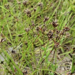 Schoenus apogon at Yass River, NSW - 1 Dec 2022