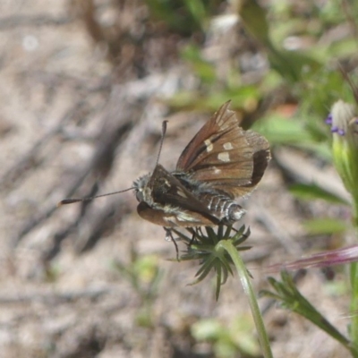 Trapezites luteus (Yellow Ochre, Rare White-spot Skipper) at Chisholm, ACT - 25 Nov 2022 by RomanSoroka