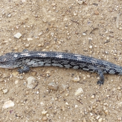 Tiliqua nigrolutea (Blotched Blue-tongue) at Tinderry, NSW - 26 Nov 2022 by RomanSoroka