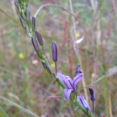 Caesia calliantha (Blue Grass-lily) at Tuggeranong Hill - 1 Dec 2022 by michaelb