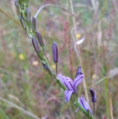 Caesia calliantha (Blue Grass-lily) at Conder, ACT - 1 Dec 2022 by michaelb