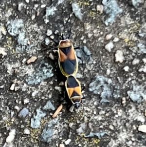 Dindymus versicolor at Macgregor, ACT - 1 Dec 2022