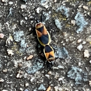 Dindymus versicolor at Macgregor, ACT - 1 Dec 2022