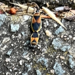 Dindymus versicolor at Macgregor, ACT - 1 Dec 2022