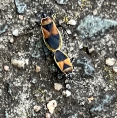 Dindymus versicolor at Macgregor, ACT - 1 Dec 2022