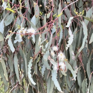 Eucalyptus melliodora at Macgregor, ACT - 1 Dec 2022