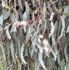 Eucalyptus melliodora (Yellow Box) at Macgregor, ACT - 1 Dec 2022 by JimL