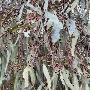 Eucalyptus melliodora at Macgregor, ACT - 1 Dec 2022