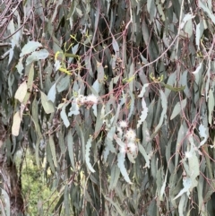 Eucalyptus melliodora at Macgregor, ACT - 1 Dec 2022