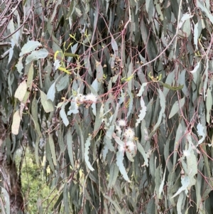 Eucalyptus melliodora at Macgregor, ACT - 1 Dec 2022 05:00 PM