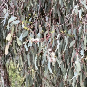 Eucalyptus melliodora at Macgregor, ACT - 1 Dec 2022