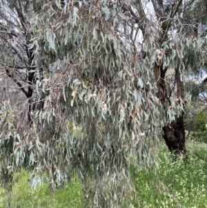 Eucalyptus melliodora at Macgregor, ACT - 1 Dec 2022 05:00 PM