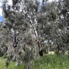 Eucalyptus melliodora at Macgregor, ACT - 1 Dec 2022