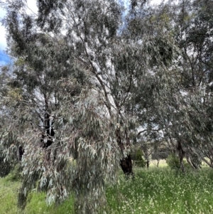 Eucalyptus melliodora at Macgregor, ACT - 1 Dec 2022