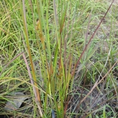 Juncus planifolius at Yass River, NSW - 1 Dec 2022 04:43 PM