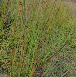 Juncus planifolius at Yass River, NSW - 1 Dec 2022 04:43 PM