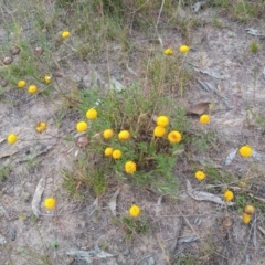 Leptorhynchos squamatus (Scaly Buttons) at Tuggeranong Hill - 1 Dec 2022 by michaelb