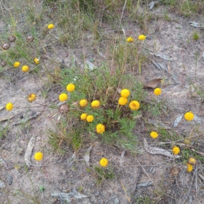 Leptorhynchos squamatus (Scaly Buttons) at Tuggeranong Hill - 1 Dec 2022 by michaelb