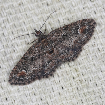 Chloroclystis (genus) (A geometer moth) at O'Connor, ACT - 28 Nov 2022 by ibaird