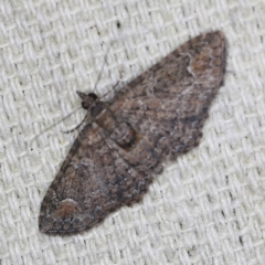 Chloroclystis (genus) at O'Connor, ACT - 28 Nov 2022