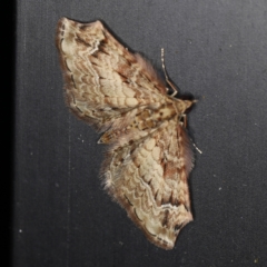 Chloroclystis approximata (Plumed or Cherry Looper) at O'Connor, ACT - 28 Nov 2022 by ibaird