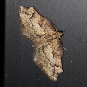 Chloroclystis approximata (Plumed or Cherry Looper) at O'Connor, ACT by ibaird