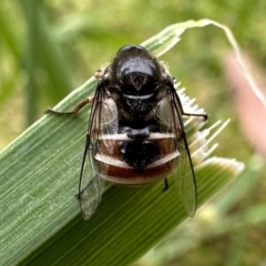 Ogcodes basalis (A hunch-back fly) at Ainslie, ACT - 1 Dec 2022 by Pirom