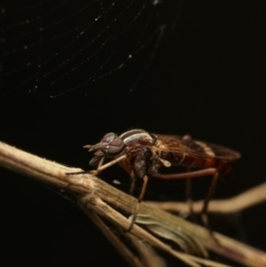 Ectinorhynchus sp. (genus) (A Stiletto Fly) at Murrumbateman, NSW - 1 Dec 2022 by amiessmacro