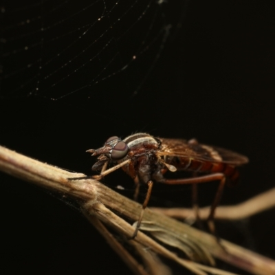 Ectinorhynchus sp. (genus) (A Stiletto Fly) at Murrumbateman, NSW - 1 Dec 2022 by amiessmacro