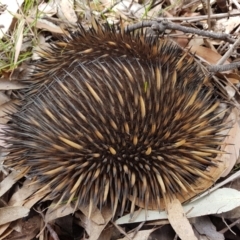 Tachyglossus aculeatus (Short-beaked Echidna) at Penrose - 1 Dec 2022 by Aussiegall