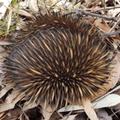 Tachyglossus aculeatus (Short-beaked Echidna) at Wingecarribee Local Government Area - 1 Dec 2022 by Aussiegall